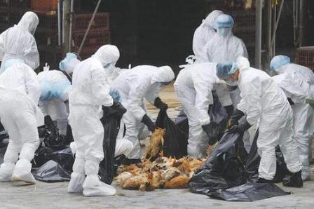 保加利亚一农场暴发禽流感疫情