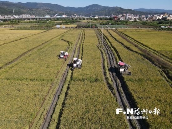连江2.35万亩晚稻喜迎收割