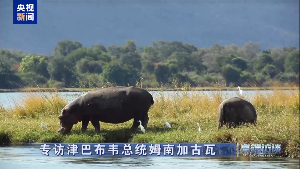 高端访谈丨专访津巴布韦总统姆南加古瓦