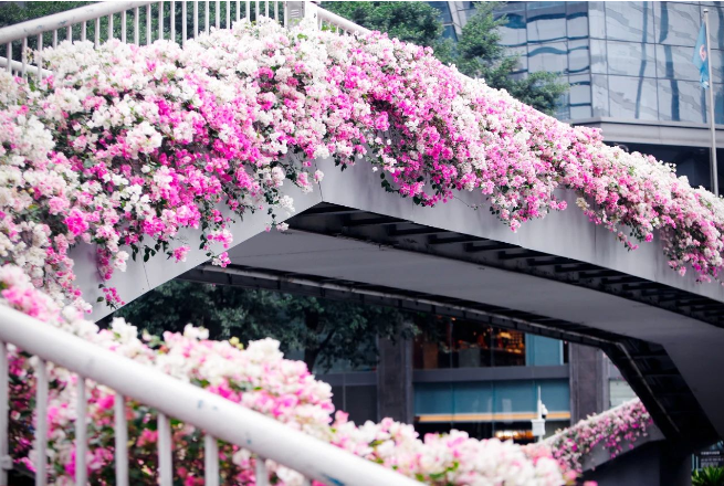 Metro guide to spring blooms in Guangzhou