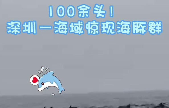 视频｜100余头！深圳一海域惊现海豚群