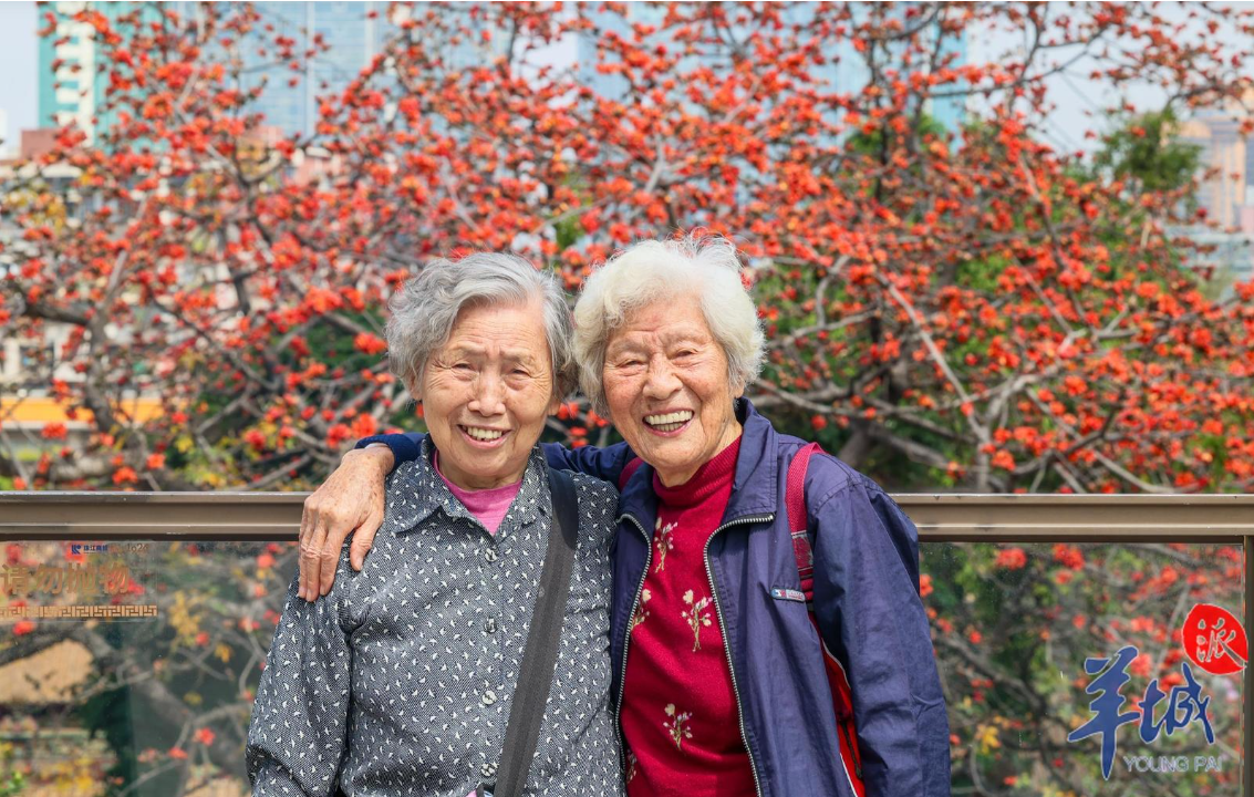 图集｜英雄花开满城红，广州木棉花盛放