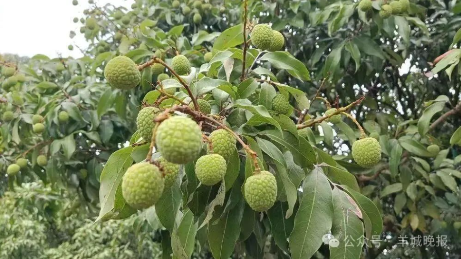 包甜！管够！广东荔枝季来了