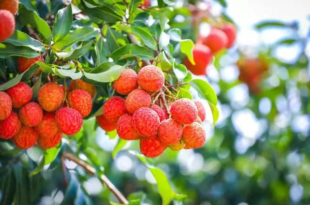 从西到东，广东满足你对荔枝的所有想象