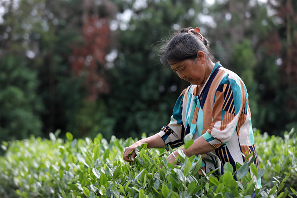 四川马边：“茶旅融合”促增收更聚民心