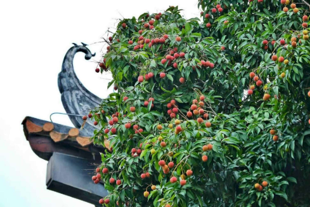 廉话“荔枝之变”｜羊晚快评