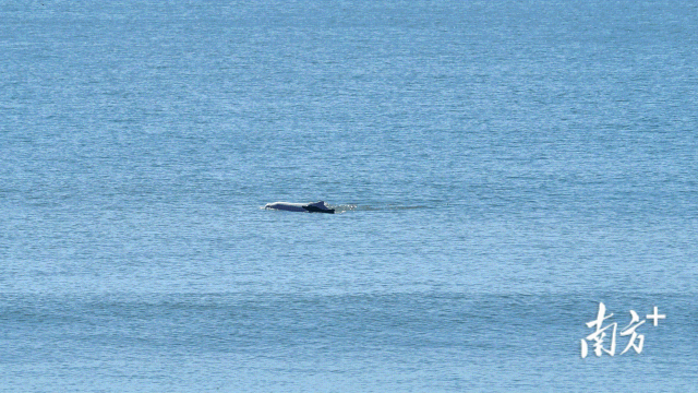 离岸仅百米！在湛江海域冲浪邂逅中华白海豚母子同游