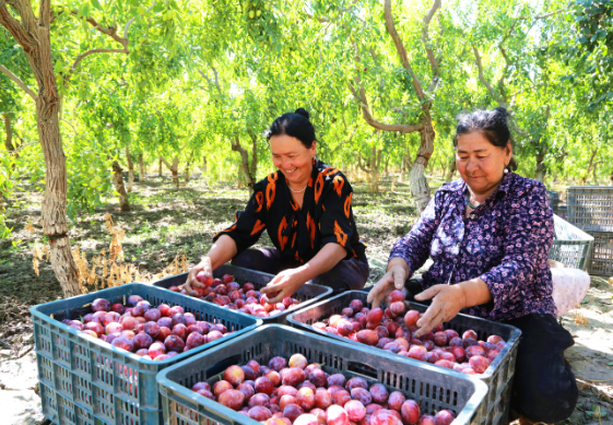 时政微观察丨大美新疆 气象万千