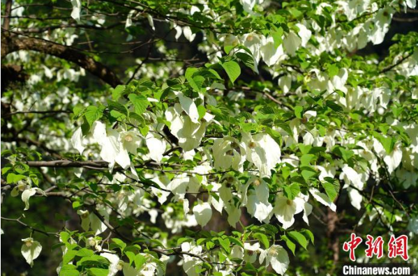 四川荥经：野生珙桐花绽放 形如白鸽“飞舞”林间