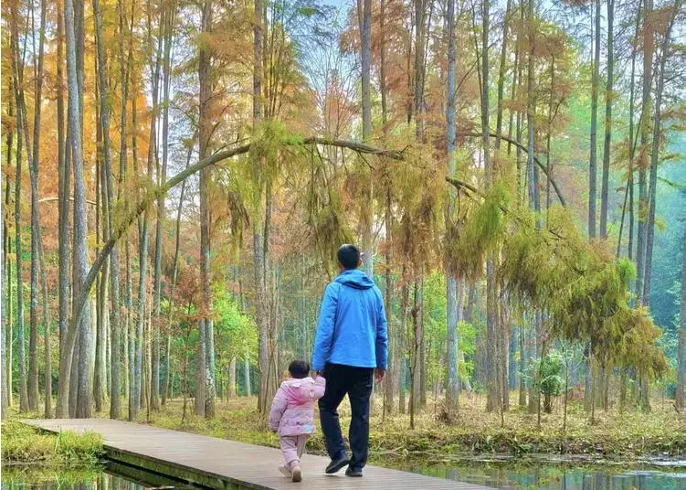 广东迎来红叶最佳观赏季