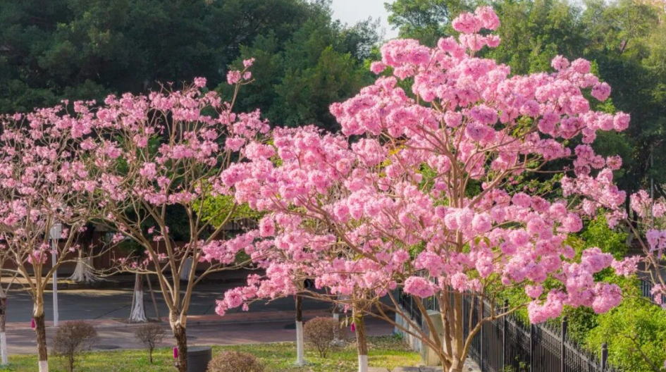 广州大片粉紫色花海开了！超出片，别错过