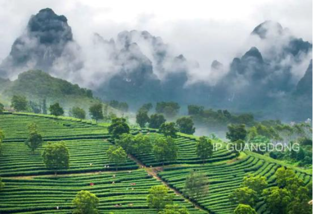 饮啖茶，乜都化