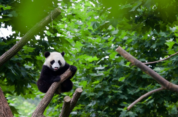 Dujiangyan: Far More Than a Hydraulic Wonder