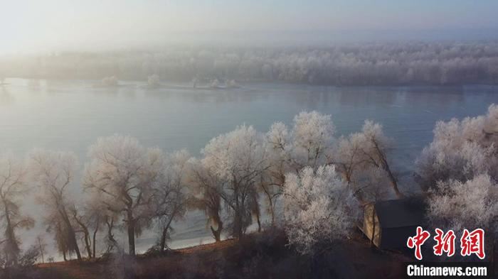 新疆百万亩原始胡杨林披银装 壮美雾凇景观吸引游客（图）