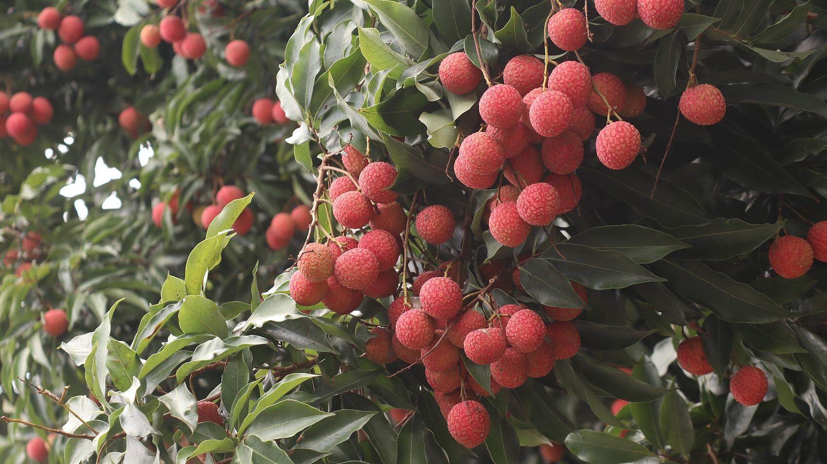 羊晚快评｜广东给“荔”三重奏：从岭南佳果到世界名片